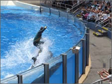 Seaworld show